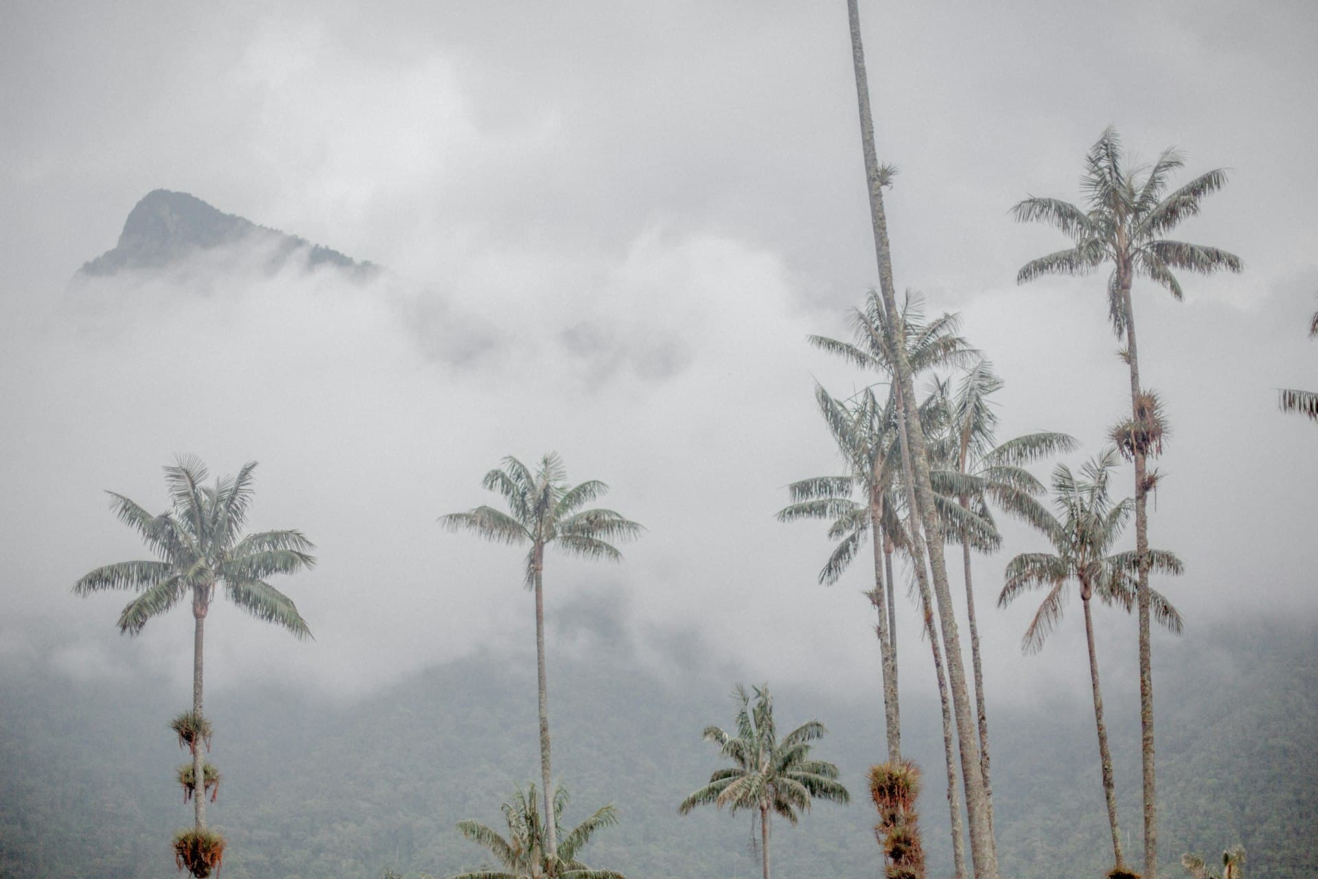Wax palms in the Cocora Valley coffee region, Colombia