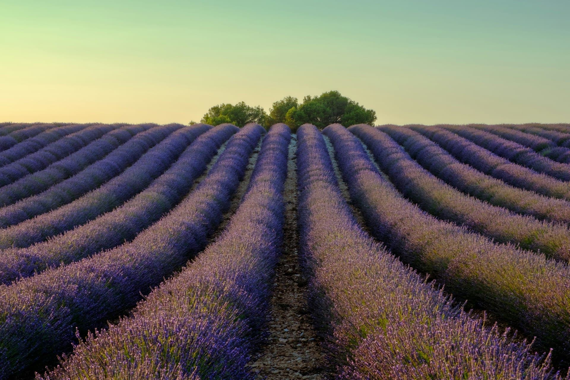 A lavender field in Provence, France